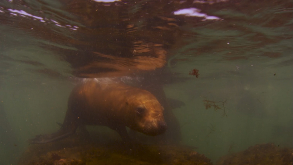 National Geographic revela en un documental la profundidad del mar uruguayo
