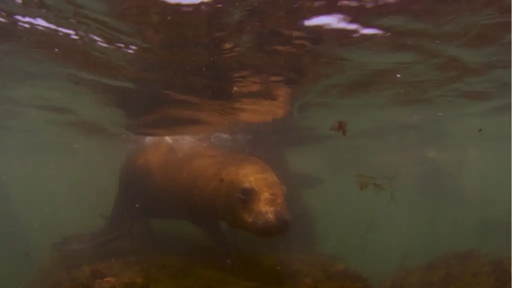 National Geographic revela en un documental la profundidad del mar uruguayo