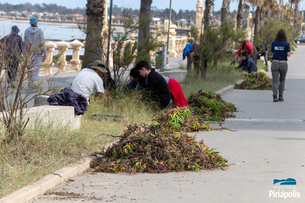 Realizan plantaciones en rambla de Piriápolis