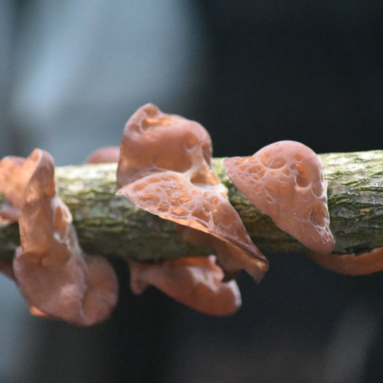 Fungi Weekend: la fiesta de los hongos en Punta del Diablo tendrá su segunda edición