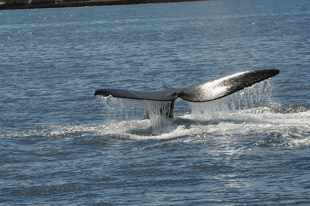 Ballenas en Uruguay: comenzó la temporada de avistamiento