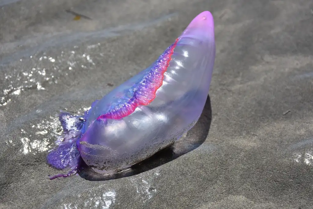 Fragata portuguesa y otras medusas en Uruguay: lo que hay que saber en el verano 2025