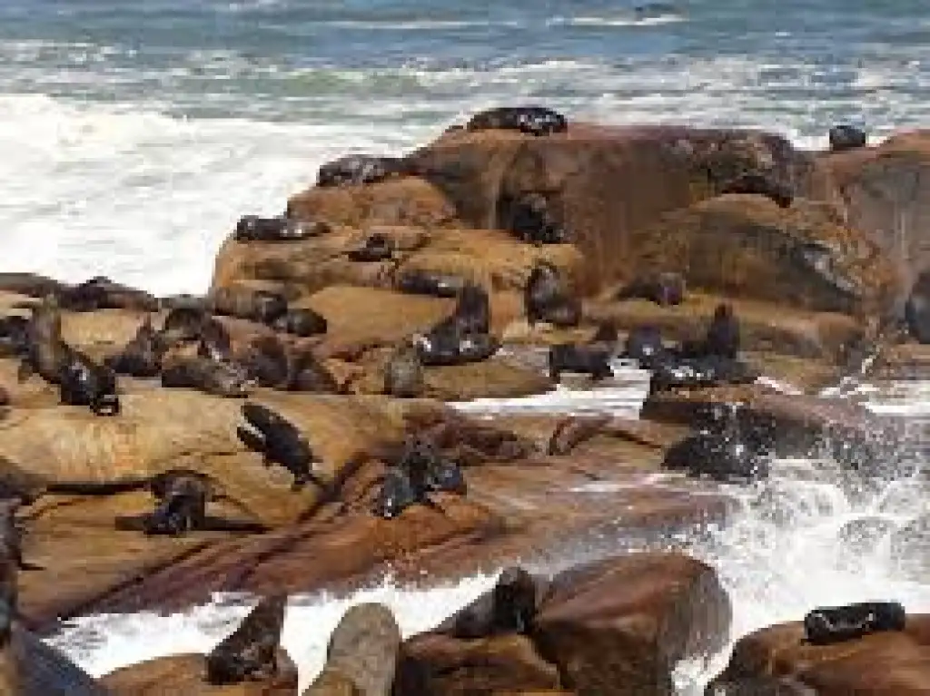 Curiosidades sobre los lobos marinos de Cabo Polonio