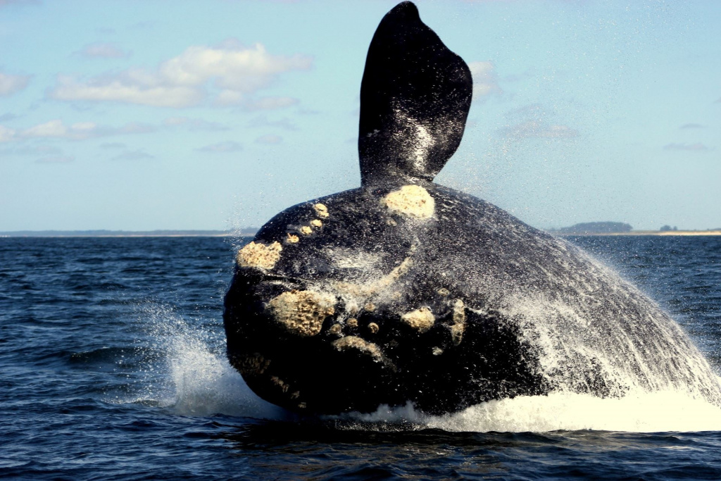 Agenda de eventos por el mes de la Ballena Franca en Uruguay