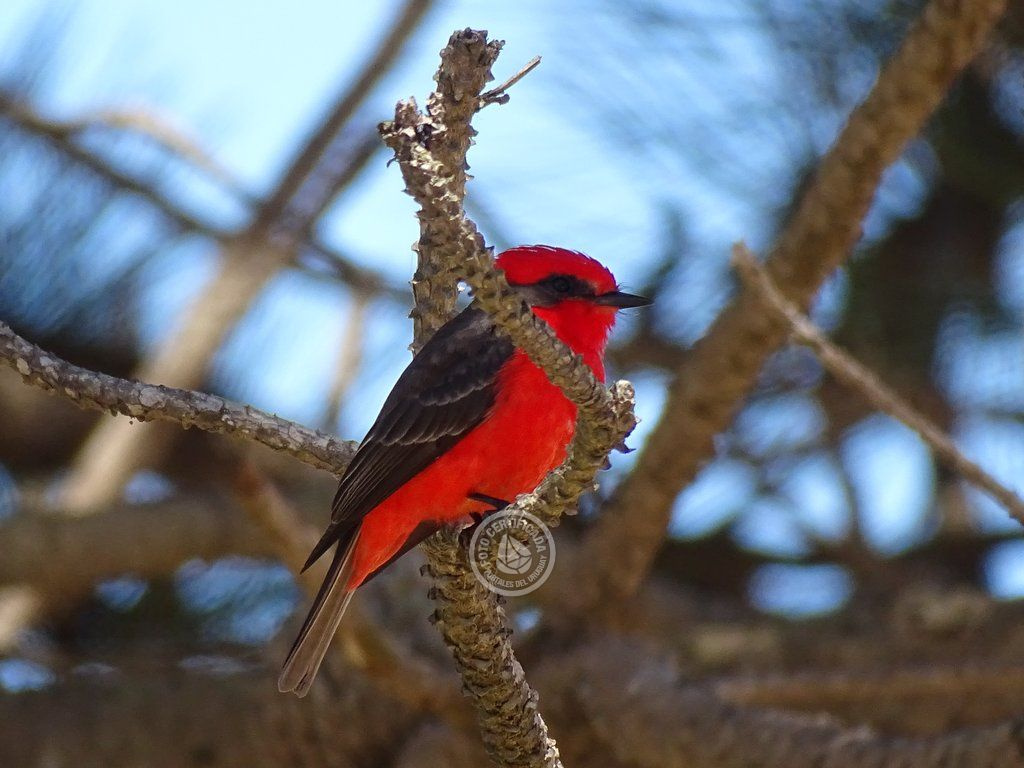 Uruguay despliega sus alas: Rocha y Maldonado, destinos para el avistamiento de aves
