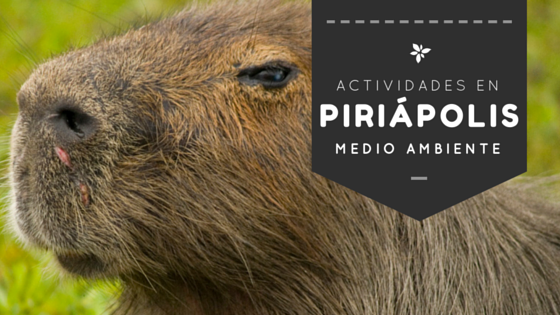 Piriápolis celebra el mes del Medio Ambiente!
