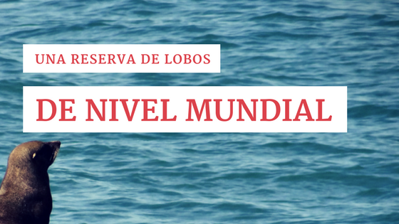 Una reserva de lobos marinos de nivel mundial