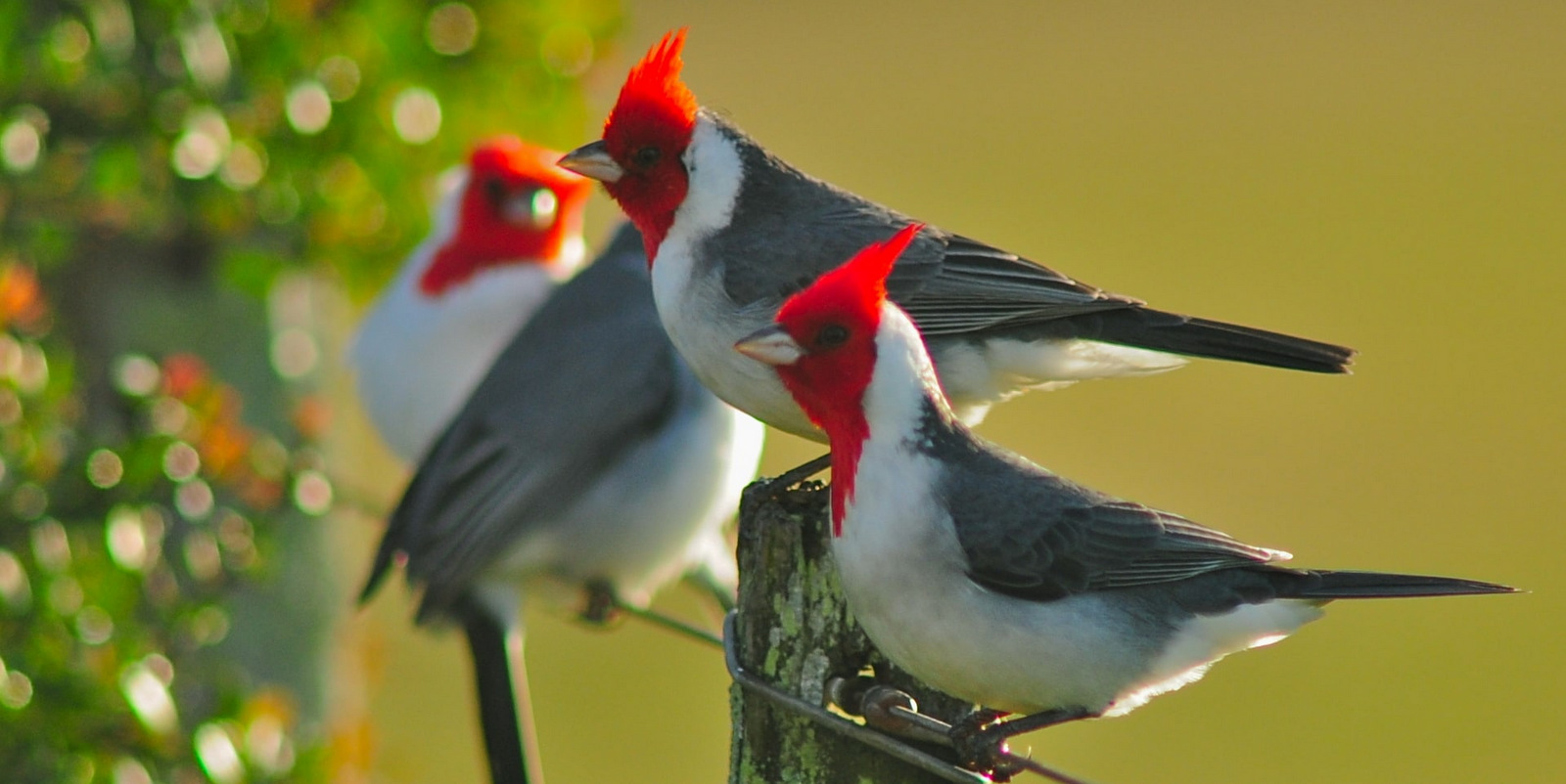 Vení a escuchar el canto de las aves!
