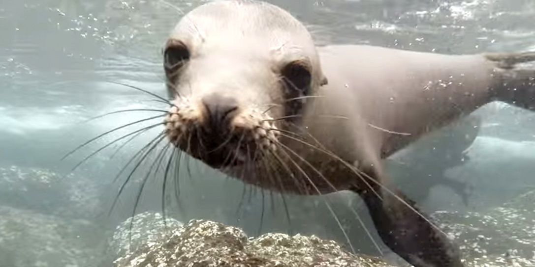 S.O.S Rescate Fauna Marina invita a liberación de loba e inauguración de museo!