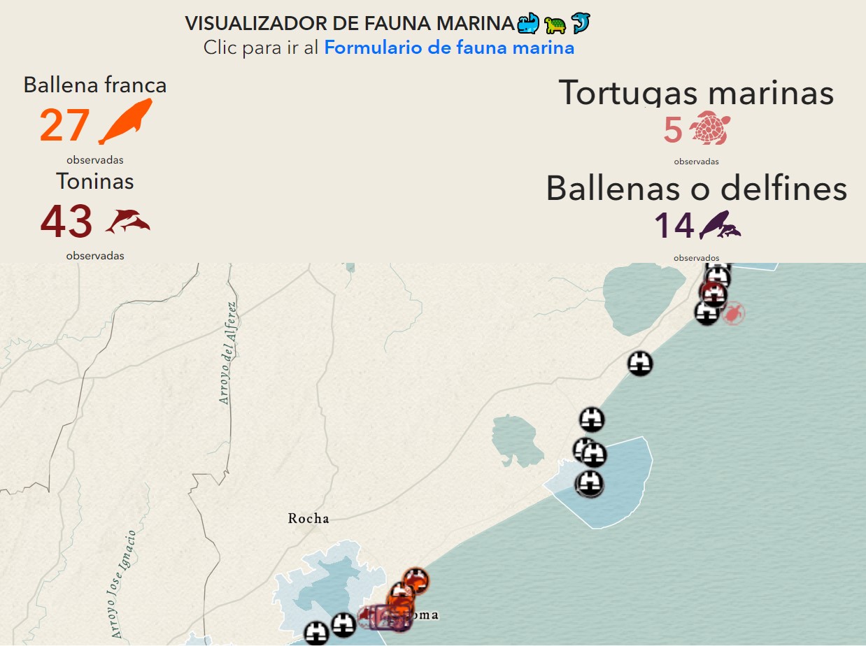 Dónde ver ballenas en Uruguay y tips para el avistamiento