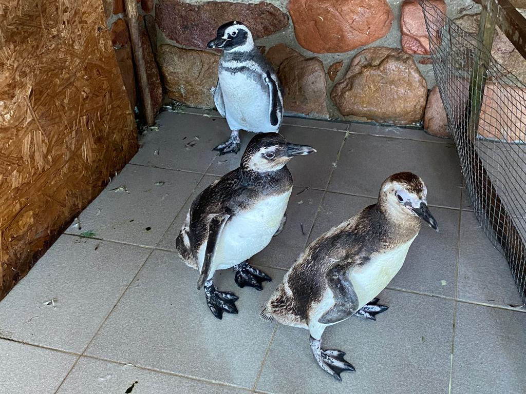 Registran pingüinos en la costa de Canelones, Maldonado y Rocha