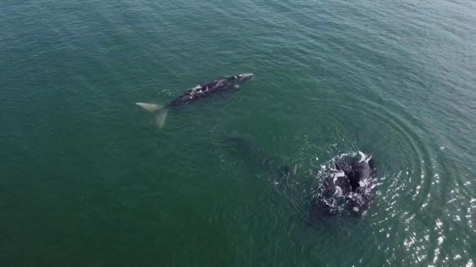 Comenzó la temporada de avistamiento de ballenas en Uruguay: ¿dónde verlas?