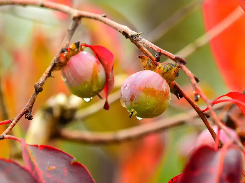Semana del Fruto Nativo 2023 celebra la riqueza gastronómica y cultural de Aguas Dulces