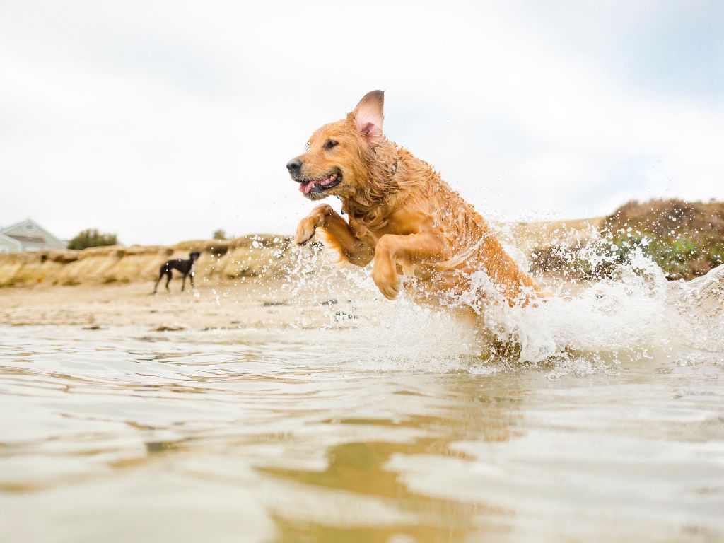 Playas amigas de las mascotas en Uruguay: mirá cuáles aceptan perros en Montevideo, Maldonado y Rocha