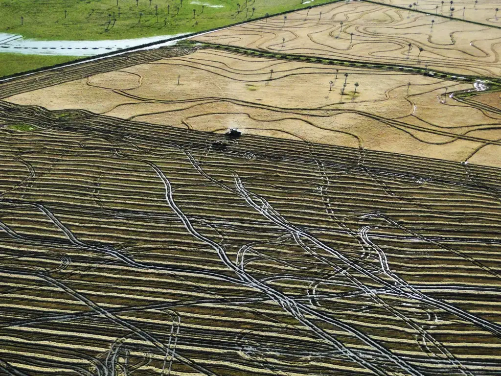 La ruta del arroz en Uruguay: un viaje entre arrozales y tradiciones