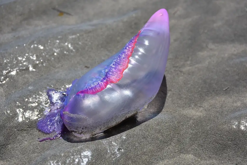 Fragata portuguesa y otras medusas en Uruguay: lo que hay que saber en el verano 2025