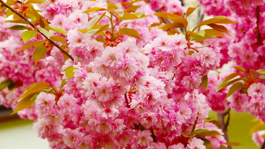 Primavera en Uruguay 2025: cuándo comienza y cuánto dura