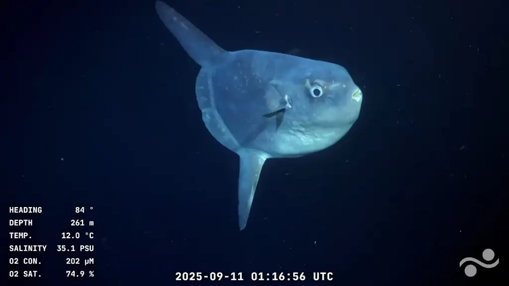 Cabo Polonio y Punta del Diablo: la expedición Uruguay Sub200 descubre la vida oculta en el fondo marino uruguayo