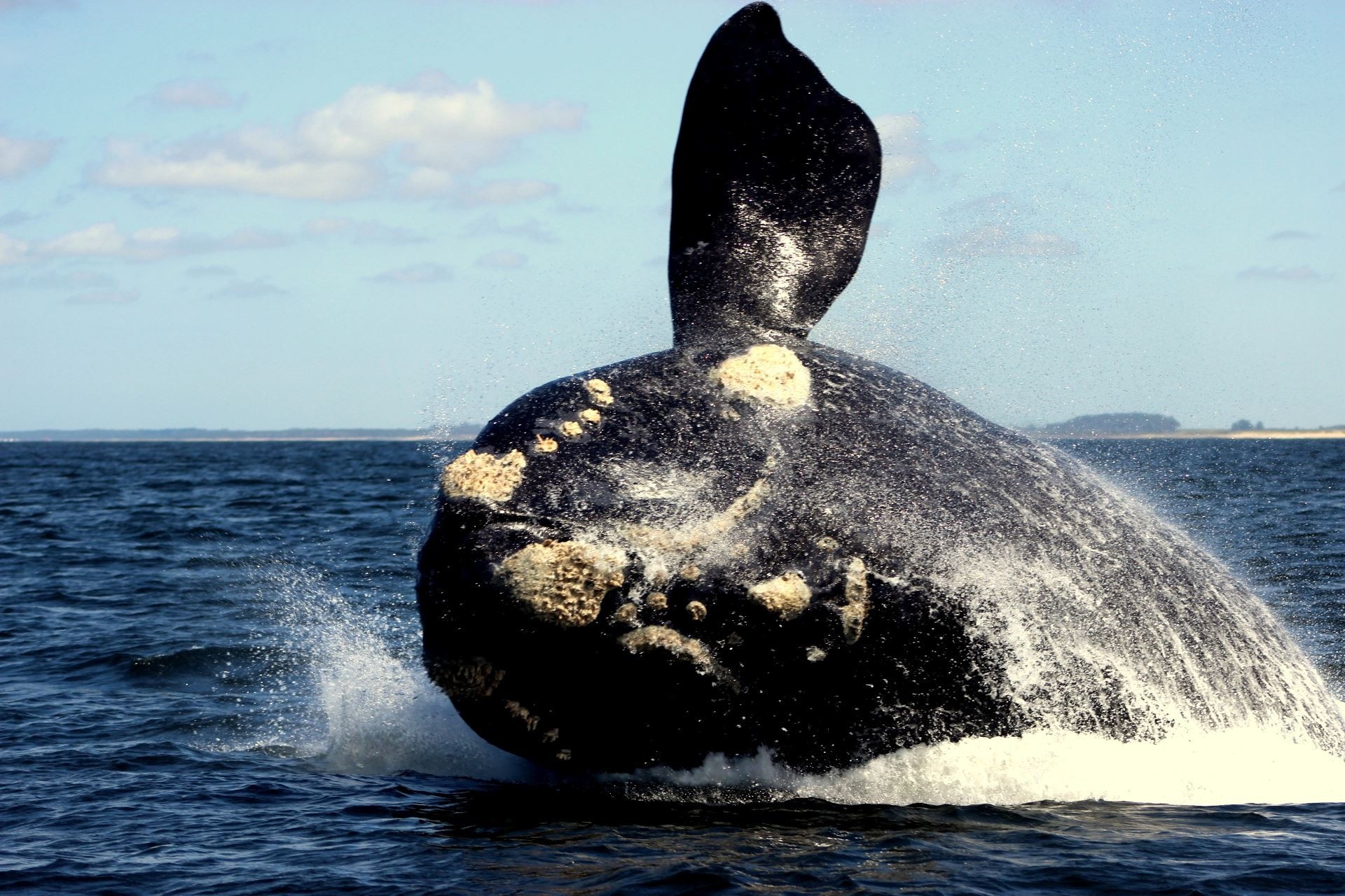 Agenda de eventos por el mes de la Ballena Franca en Uruguay