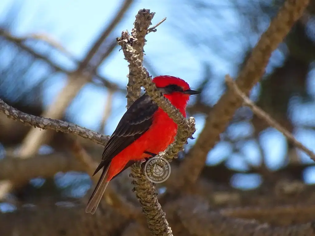 Uruguay despliega sus alas: Rocha y Maldonado, destinos para el avistamiento de aves